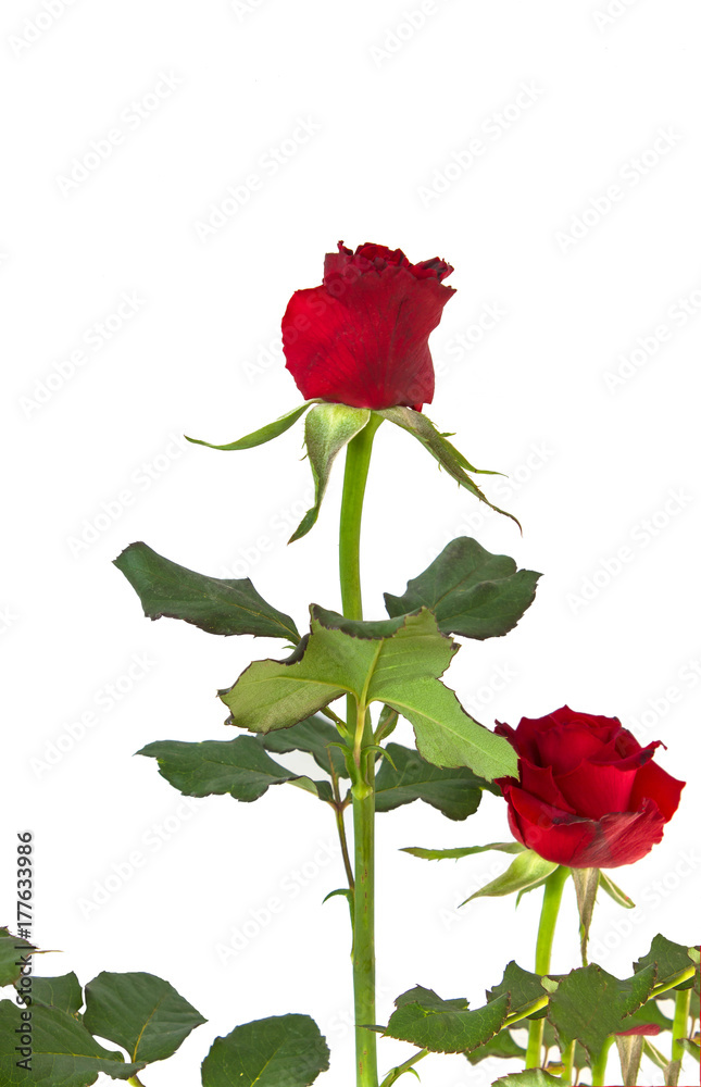 Obraz premium rose isolated on white background.