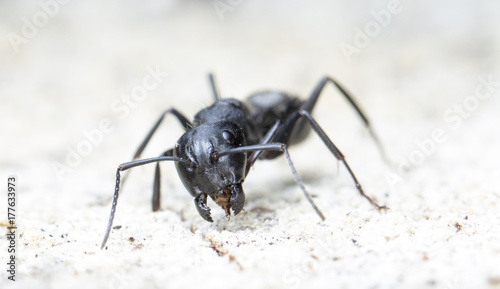 big forest ant