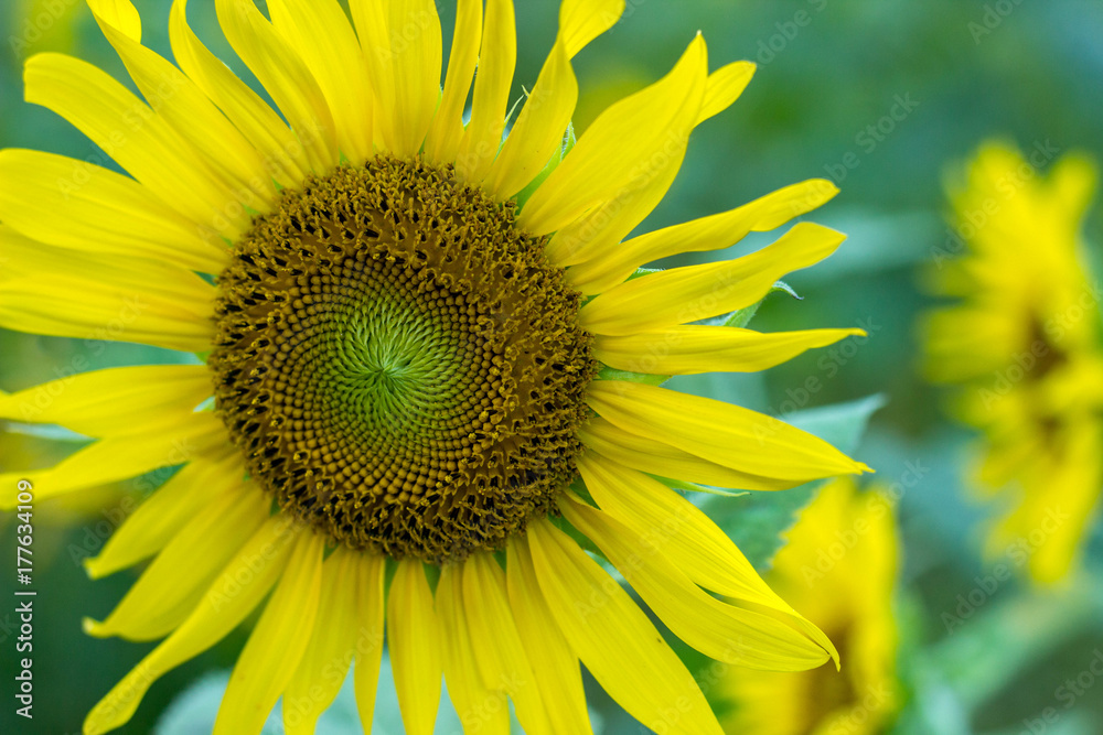 sunflower sunflower