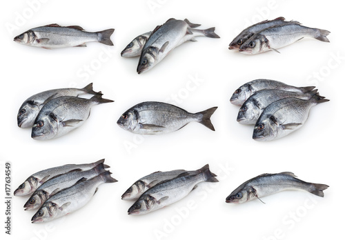 Set of sea bass and dorado fish isolated on white background