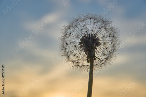 dandelion 