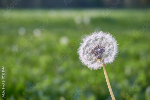 dandelion