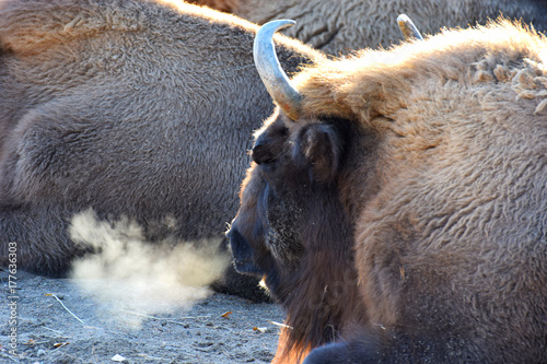 Wisent, also know as European bison (Bison bonasus) with steamy breath on a cold morning.