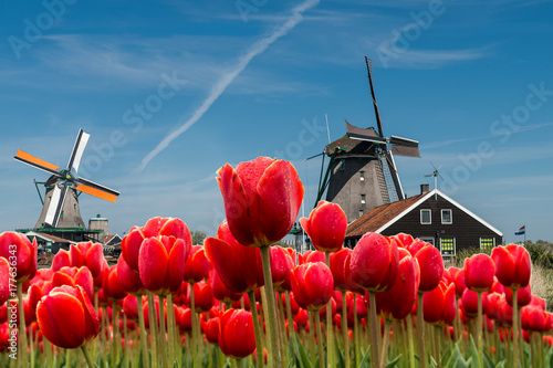 Dutch windmill over red tulips field in spring, Netherlands #177636343