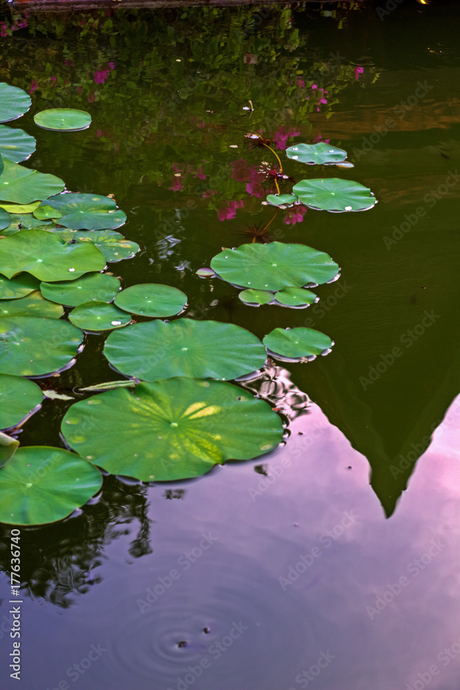 Beauty Lotus flower with leafs and purple lotus flower plants,water lily lotus flower blossoms on reflection of water garden. Beauty Lotus flower with leafs and purple lotus flower plants,water lily lotus flower blossoms on reflection of water garden.