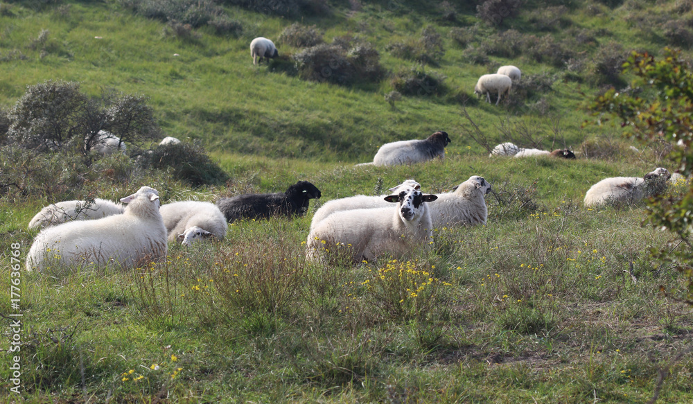 Fototapeta premium Wild herd of sheeps on the mountain