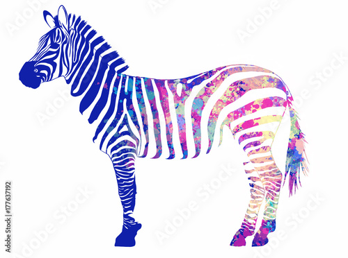Zebra colorata