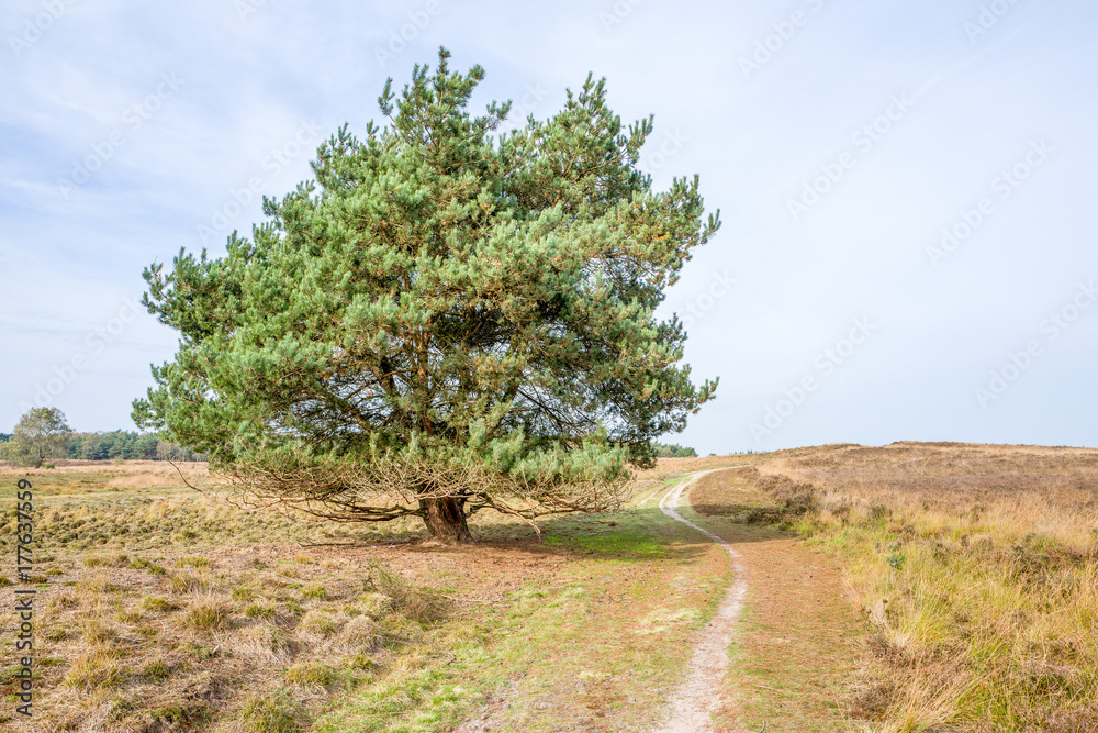 Pine tree on the Elspeter Heide in the Netherlands.