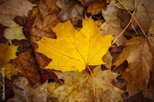 Fallen autumn yellow leaves lying on ground. Top view, focus on central leaf