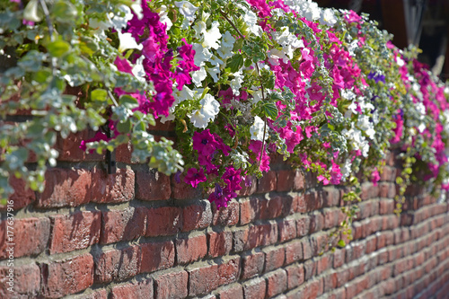 Fototapeta Naklejka Na Ścianę i Meble -  White and red flowers and brick wall
