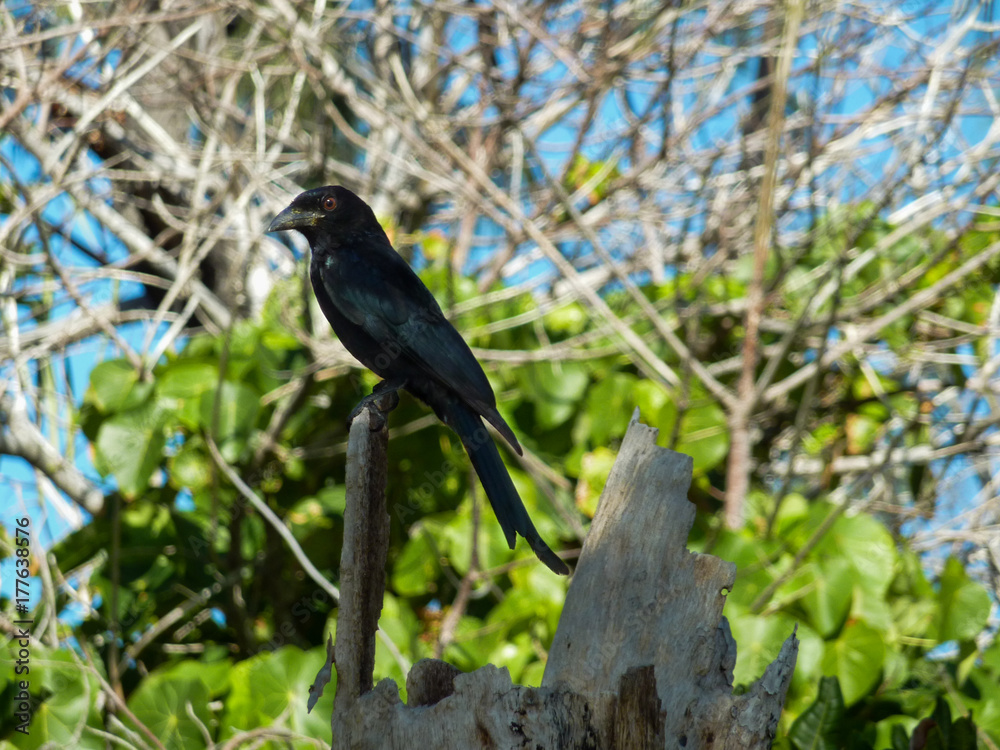 Crow Magpie Asutralia Tree Trees green black Crow Magpie Asutralia Tree Trees green black