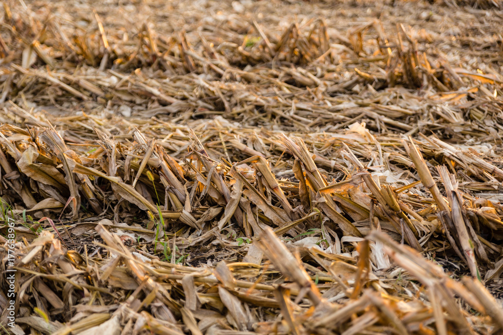 close up of harvested rows of corn close up of harvested rows of corn