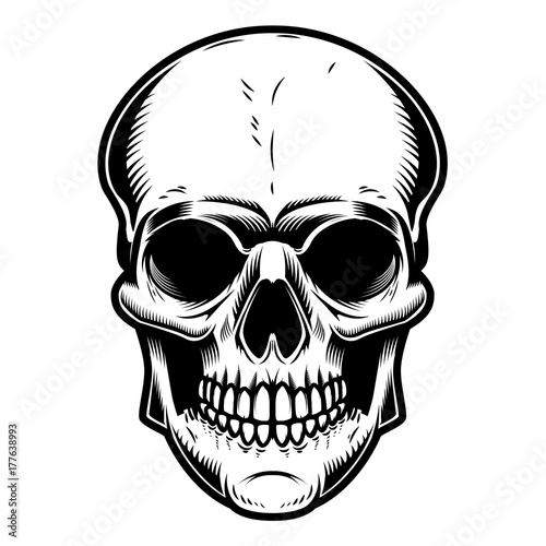 Skull illustration isolated on white background.
