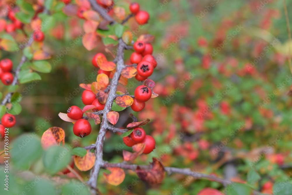 red berry red berry