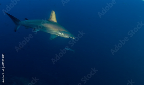 Hammerhead shark © Michael Bogner