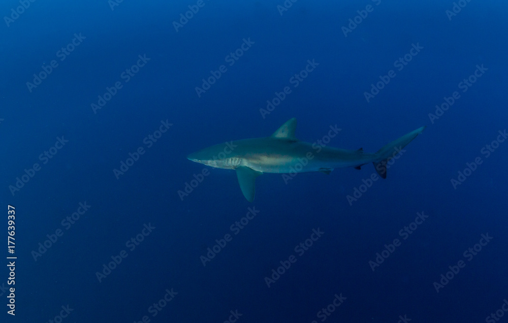 Fototapeta premium Silky shark