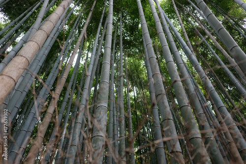 The bamboo groves of Arashiyama, Kyoto, Japan. Arashiyama is a district on the western outskirts of Kyoto