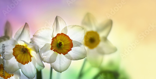  White narcissus flowers on a multi-colored background