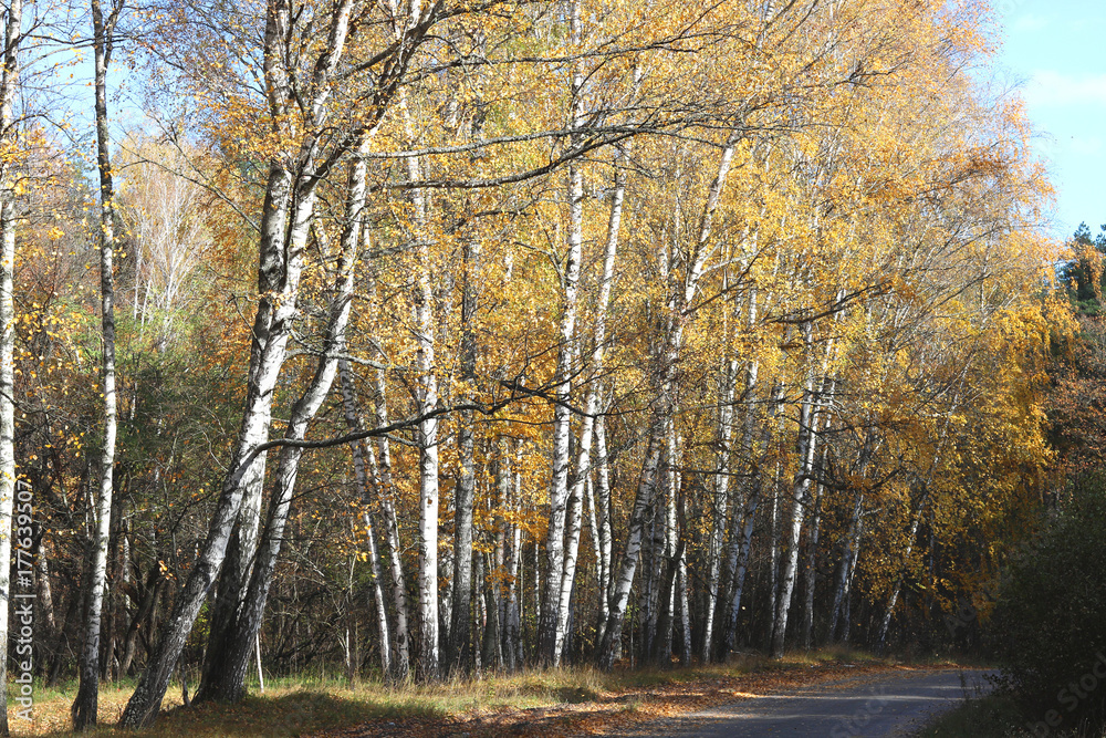 Fototapeta premium beautiful scene in yellow autumn birch forest in october with fallen yellow autumn leaves