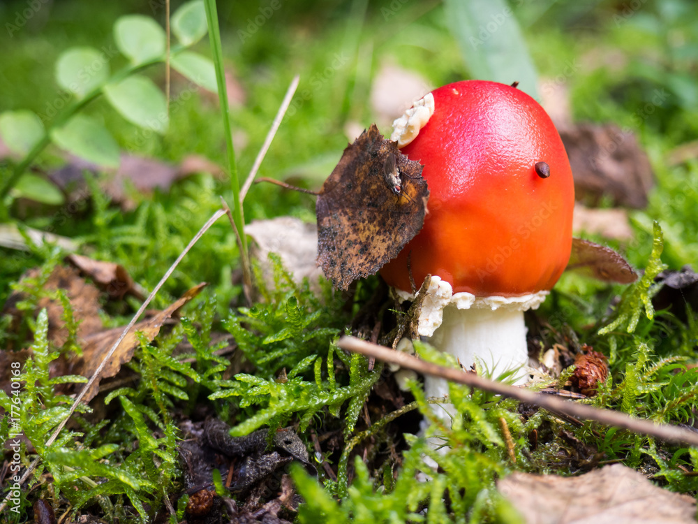 Amanita muscaria