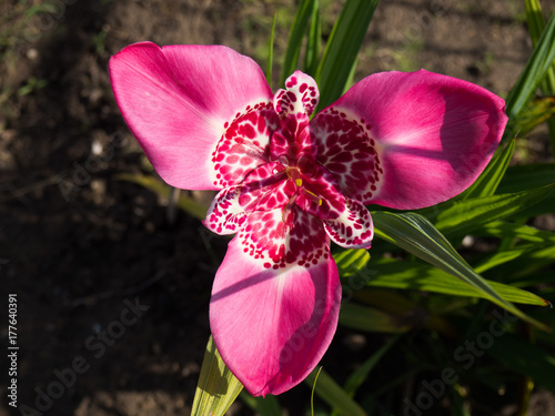 Tigridia pavonia flower photo