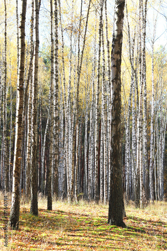 beautiful scene in yellow autumn birch forest in october with fallen yellow autumn leaves