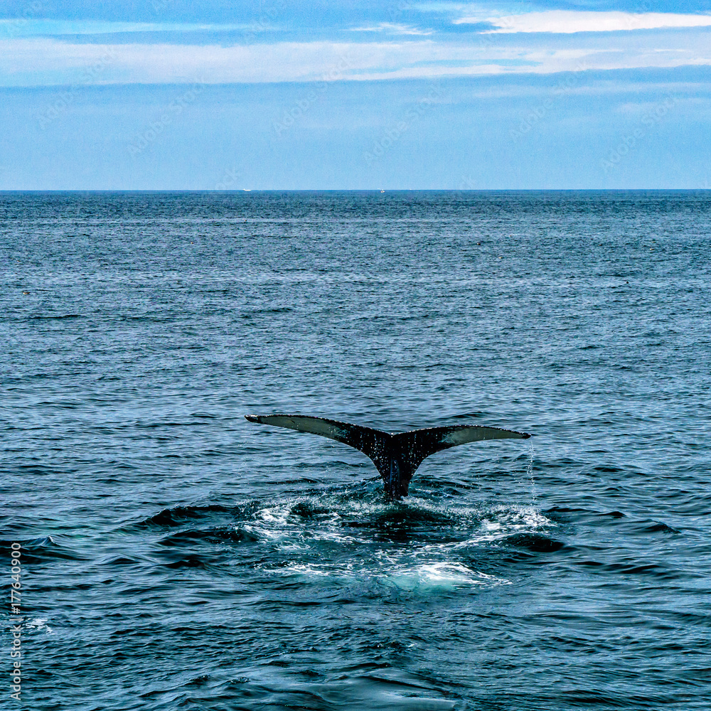 Fototapeta premium Humpback Whale Provincetown, Cape Cod, Massachussetts, US