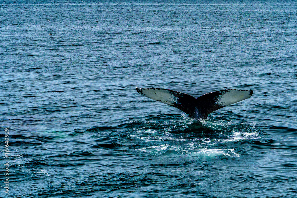 Fototapeta premium Humpback Whale Provincetown, Cape Cod, Massachussetts, US