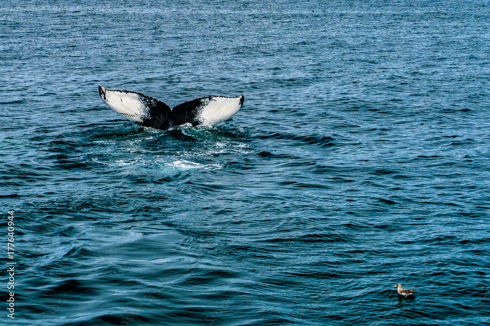 Fototapeta premium Humpback Whale Provincetown, Cape Cod, Massachussetts, US