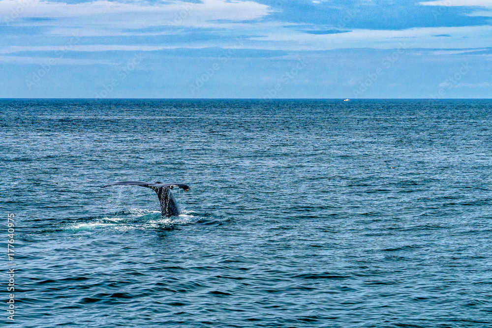Fototapeta premium Humpback Whale Provincetown, Cape Cod, Massachussetts, US