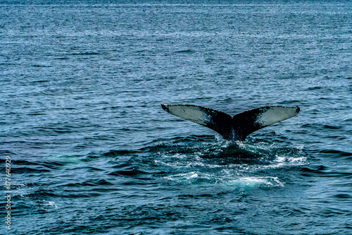 Humpback Whale Provincetown  Cape Cod  Massachussetts  US