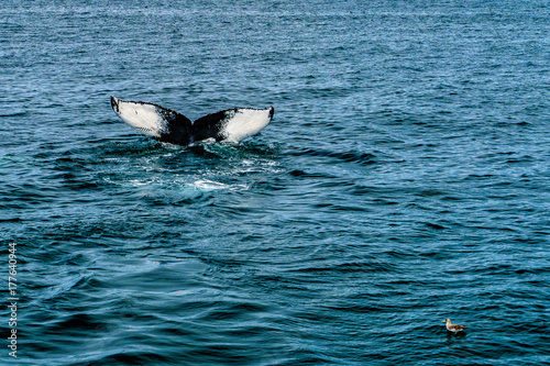 Humpback Whale Provincetown, Cape Cod, Massachussetts, US © Vadim