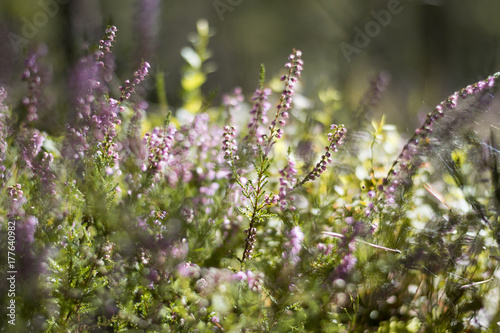 Blooming heather in the summer forest. Soft tone, beautiful bokeh, green background. Spiderweb