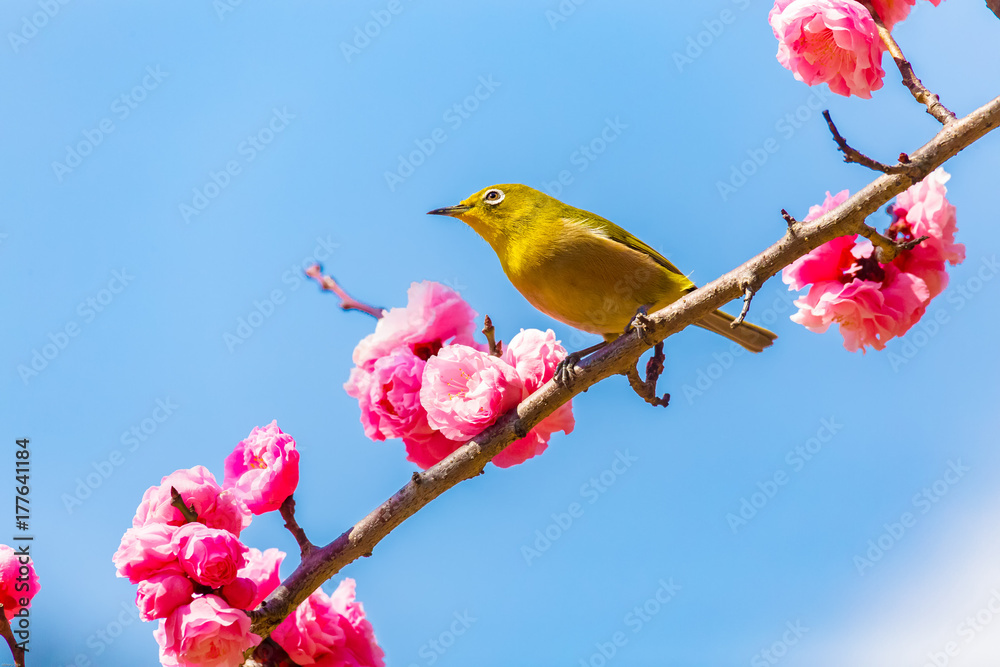 The Japanese White-eye.The background is red plum blossoms. Located in Tokyo Prefecture Japan. The Japanese White-eye.The background is red plum blossoms. Located in Tokyo Prefecture Japan.