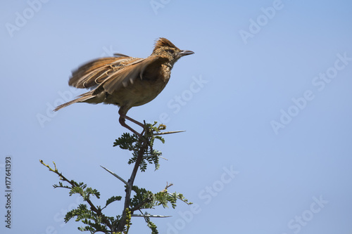 Rufous-naped lark sit on branch and call to claim his territory