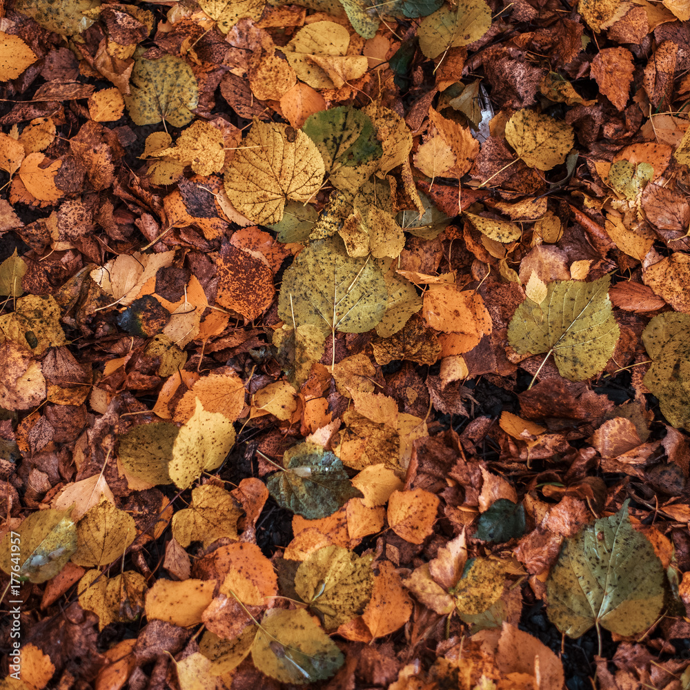 Brightly yellow yellow leaves in a park on the ground. Autumn day in the city. Nature in the fresh air.