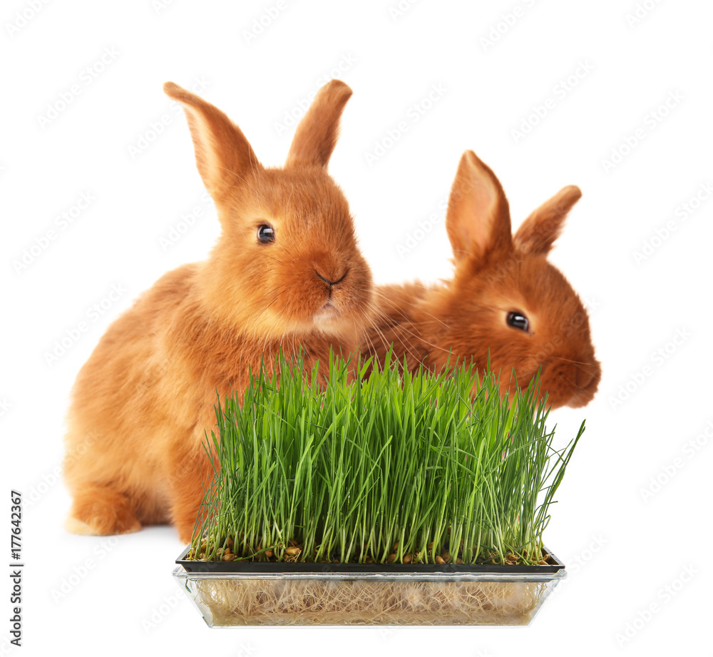 Obraz premium Cute funny rabbits on white background