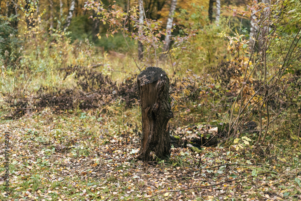 The old tree felled in the forest. Autumn day in the park. The old tree felled in the forest. Autumn day in the park.
