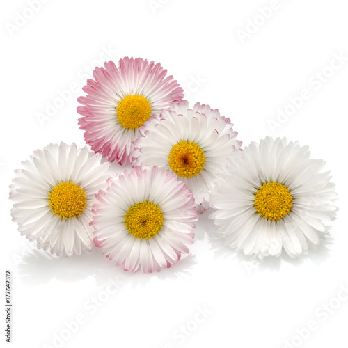Beautiful daisy flowers isolated on white background cutout © Natika