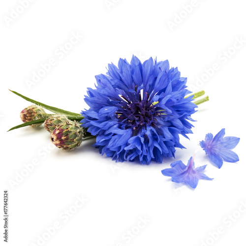 Fototapeta Naklejka Na Ścianę i Meble -  Blue Cornflower Herb or bachelor button flower head isolated on white background cutout