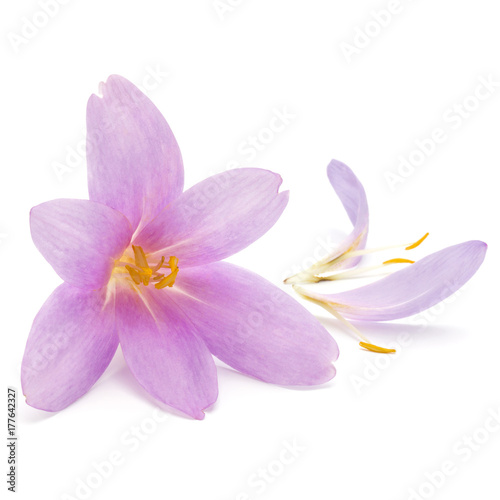 lilac crocus flowers isolated on white background