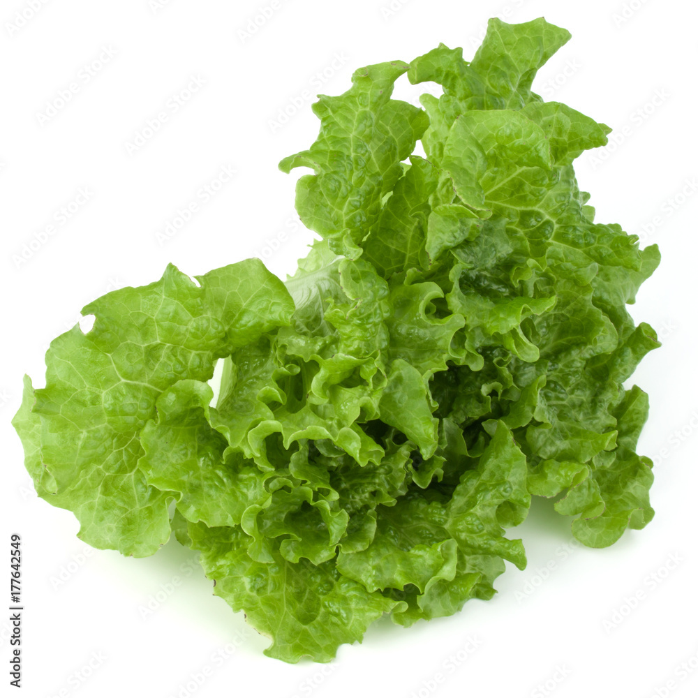 fresh green lettuce salad leaves isolated on white background fresh green lettuce salad leaves isolated on white background