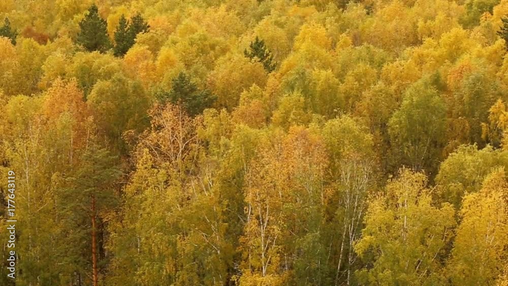 Forest in autumn Forest in autumn