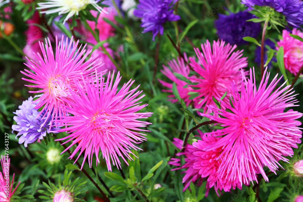 Asters are easy plants with beautiful flowers Asters are easy plants with beautiful flowers