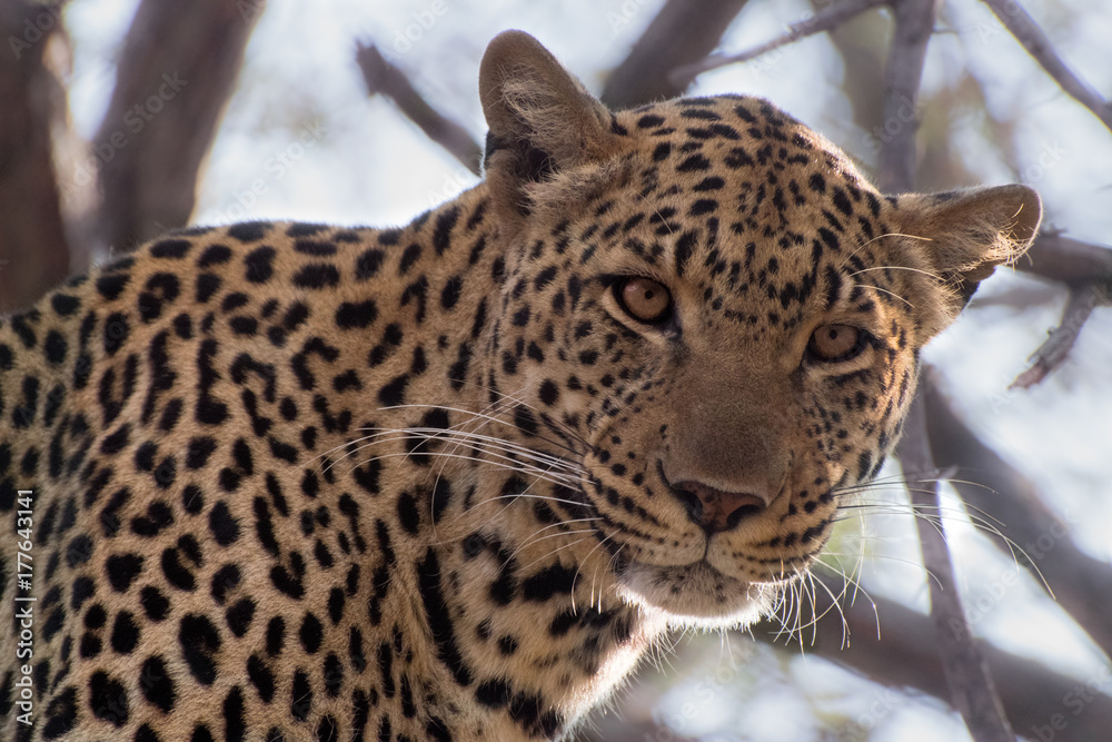 Naklejka premium Leopardo in Sudafrica