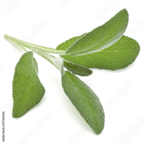 Sage leaves isolated on white background cutout.