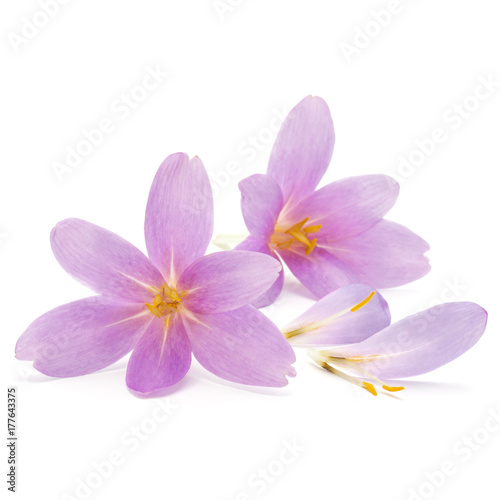 lilac crocus flowers isolated on white background