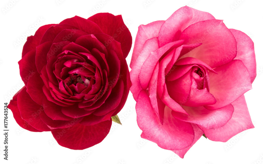 two red and pink rose flowers isolated on white background cutout two red and pink rose flowers isolated on white background cutout