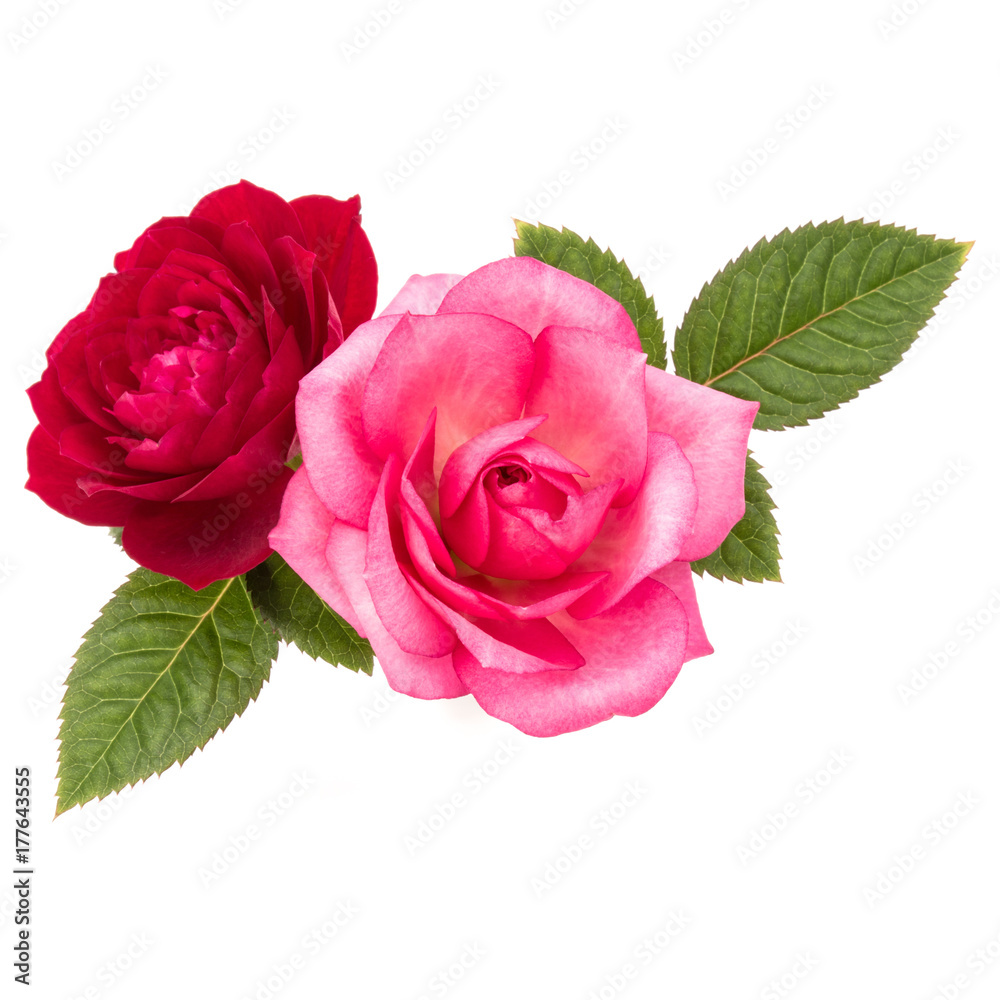 two red and pink rose flowers isolated with leaves on white background cutout two red and pink rose flowers isolated with leaves on white background cutout