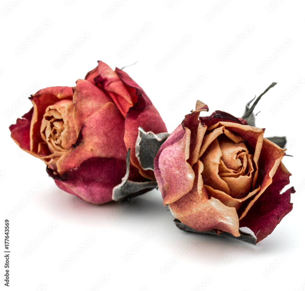 dried rose flower head isolated on white background cutout